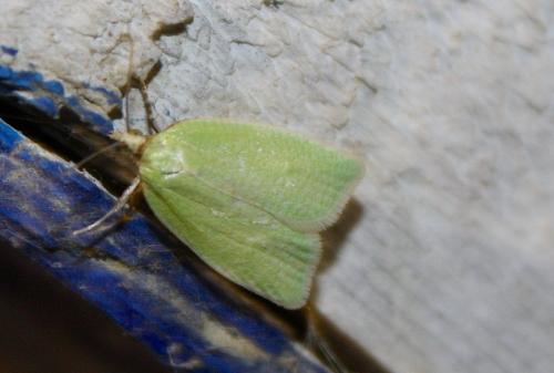 Réf. 195 351 : Tortrix viridana